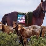 Vote NO horse