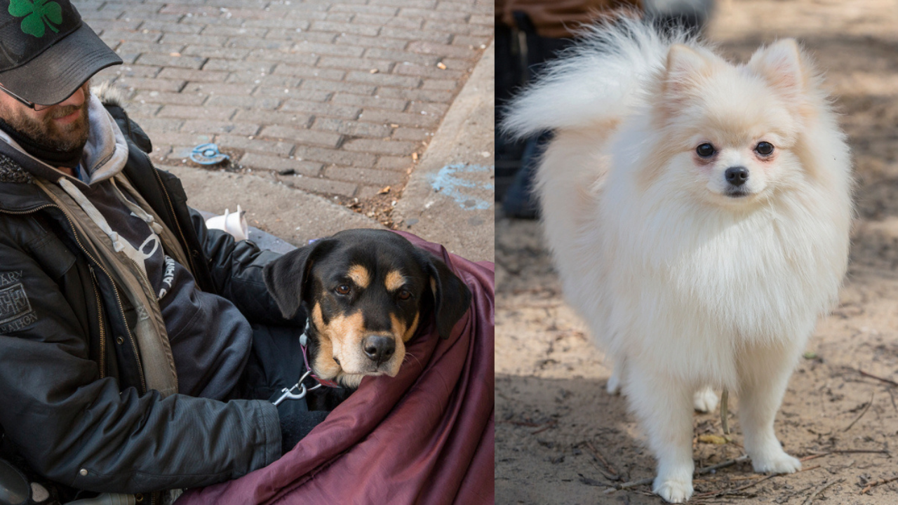 Homeless Man's Dog Looks At Rich Couple's Status Driven Toy Dog With